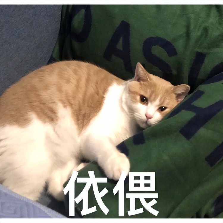 养猫最好别养这7种猫，不是迷信，而是有依据！