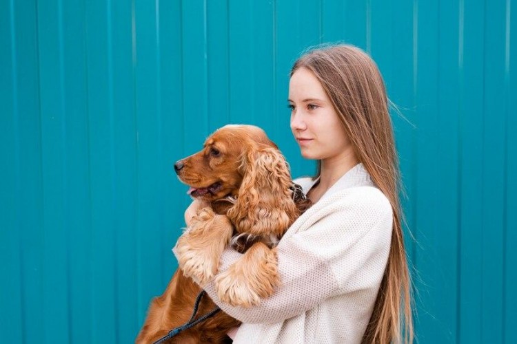 可卡犬掉毛吗怎么减少可卡犬掉毛的情况