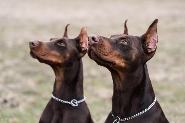 十分凶猛犬种之一