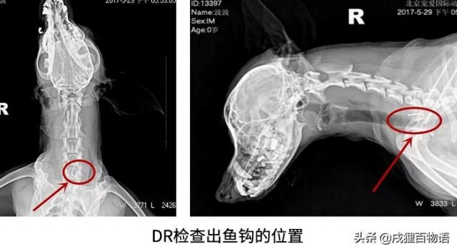 危险！狗狗吞下鱼钩差点戳穿喉咙