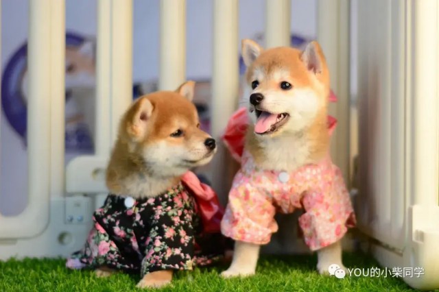 2021年买柴犬到底需要多少钱柴犬价格干货