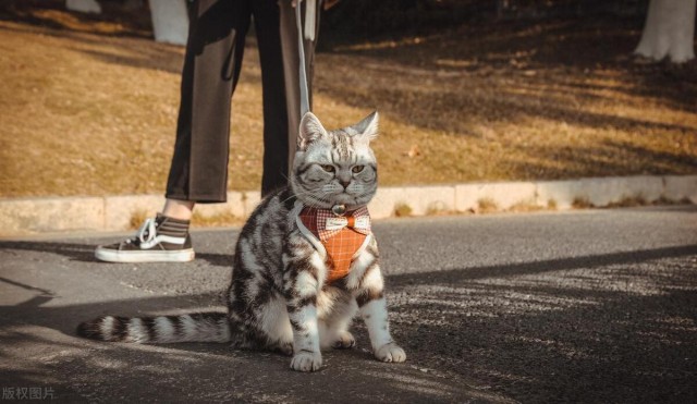 怎样让猫咪像狗一样逛街不怕生呢可以吗